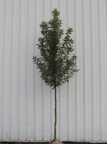 Boomvorm- Portugese laurierkers - Prunus lusitanica | Omtrek: 10-14 cm | Hoogte: 300 cm