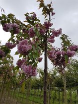 Sierkers treurvorm - Prunus Kiku shidare zakura | Omtrek: 8-12 cm | Hoogte: 275 cm