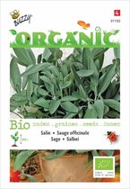 Salie - Organic Seeds (Bio)