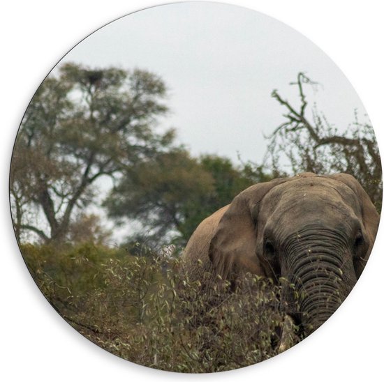 Dibond Wandcirkel - Olifant tussen de Bomen - 80x80cm Foto op Aluminium Wandcirkel (met ophangsysteem)