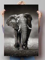 Walking Elephant - Affiche 61 x 91,5 cm