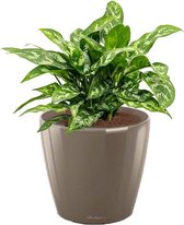 Aglaonema Maria in watergevende Classico taupe | Chinese Evergreen