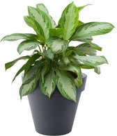 Aglaonema Silver Bay in Elho Pure Soft antraciet | Chinese Evergreen
