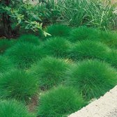 12 x Festuca gautieri - Zwenkgras of Berenvel in C2 pot met hoogte 10-20cm
