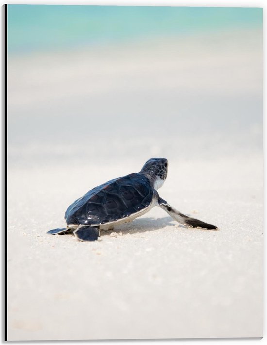 Dibond - Babyschildpad aan het Strand - 30x40cm Foto op Aluminium (Wanddecoratie van metaal)