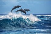 Plexiglas Schilderij Dolfijnen