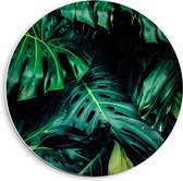 Cercle mural Forex - Feuilles de palmier vertes dans la forêt sombre - 40x40cm Photo sur cercle mural (avec système de suspension)