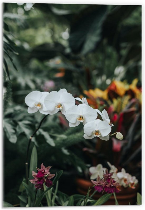 Acrylglas - Witte Bloemen in Gekleurd Bloemenveld - 40x60cm Foto op Acrylglas (Wanddecoratie op Acrylglas)