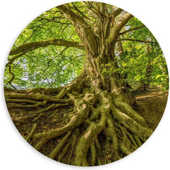 Forex Wandcirkel - Wortels van Boom in het Bos - 120x120cm Foto op Wandcirkel (met ophangsysteem)