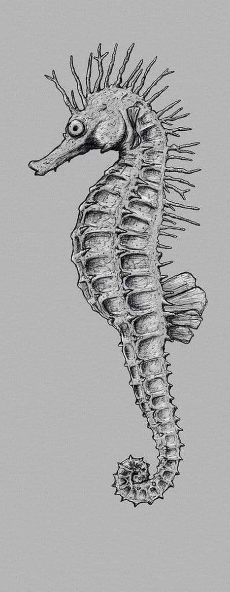 Fotobehang - Seahorse 100x250cm - Vliesbehang