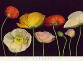 Pip Bloomfield - Poppy Garden I Kunstdruk 91x66cm