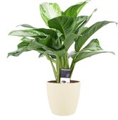 Kamerplant van Botanicly – Aglaonema incl. crème kleurig sierpot als set – Hoogte: 50 cm – Aglaonema commutatum Silver Bay