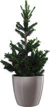 Boom van Botanicly – Picea abies Wills Zwerg in taupe pot als set – Hoogte: 70 cm