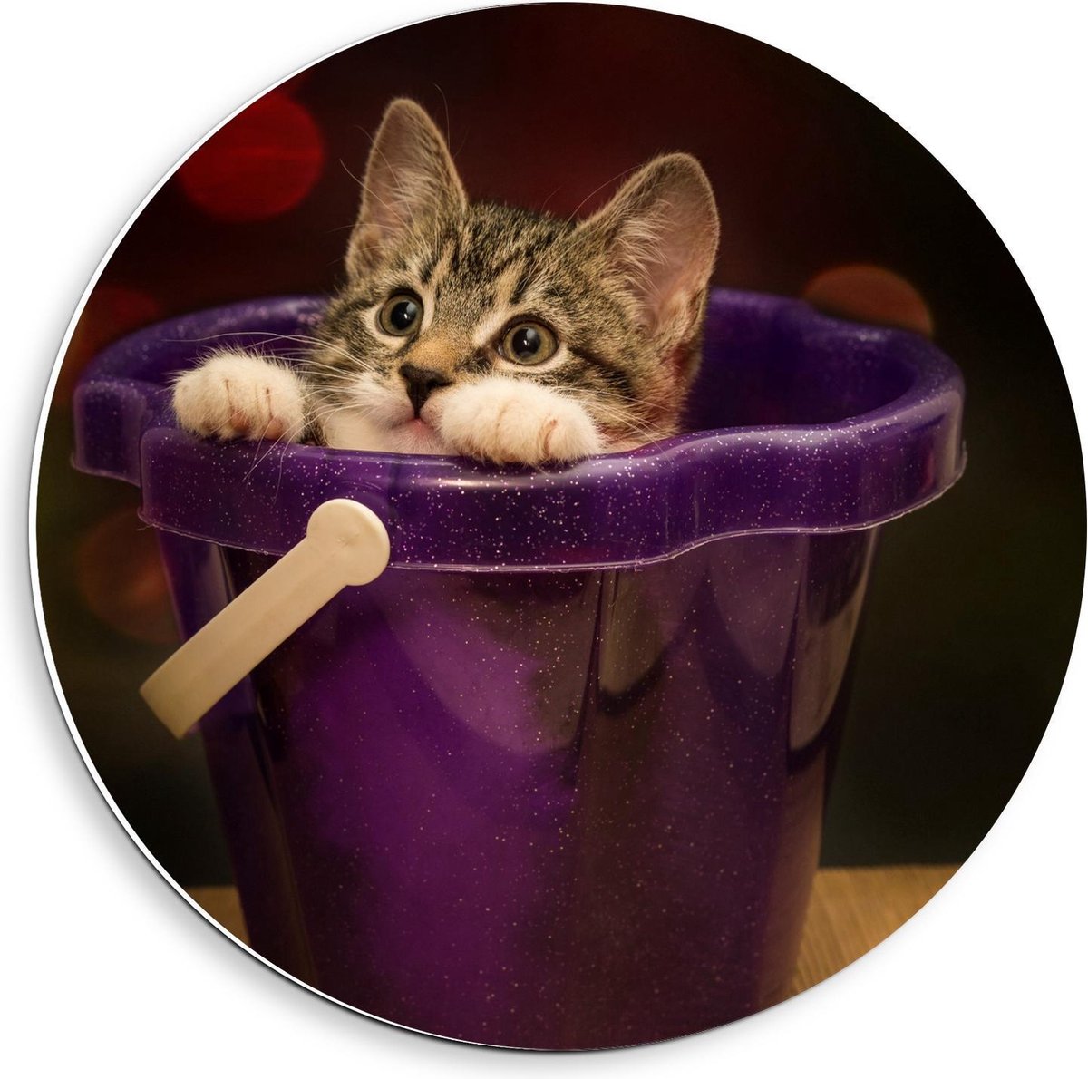 Forex Wandcirkel - Baby Poesje in Paarse Emmer - 40x40cm Foto op Wandcirkel (met ophangsysteem)