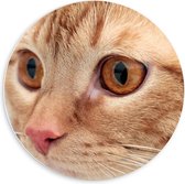 Forex Wandcirkel - Oranje Hoofd van Poes  - 60x60cm Foto op Wandcirkel (met ophangsysteem)