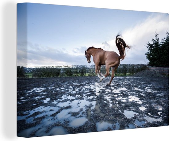 Canvas Schilderij Bokkend paard in de waterplassen - 60x40 cm - Wanddecoratie