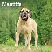 Mastiffs 2021 - 18-Monatskalender mit freier DogDays-App