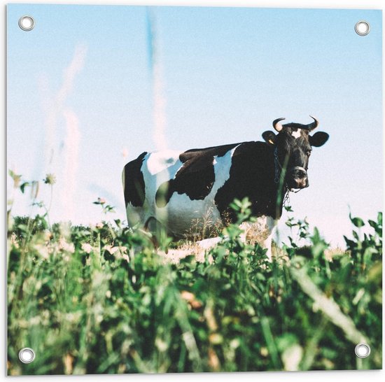 Tuinposter – Koe met Hoorns in het Gras - 50x50cm Foto op Tuinposter  (wanddecoratie voor buiten en binnen)