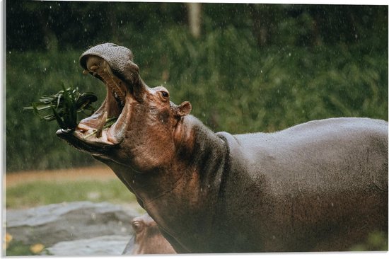 Acrylglas - Nijlpaard met Open Bek - 60x40cm Foto op Acrylglas (Wanddecoratie op Acrylglas)