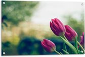 Tuinposter – Roze Tulpen Zijkant - 90x60cm Foto op Tuinposter  (wanddecoratie voor buiten en binnen)