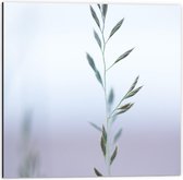 Dibond - Hoog groeiend Gras - 50x50cm Foto op Aluminium (Wanddecoratie van metaal)