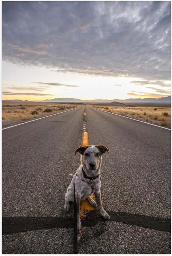 Poster – Witte Hond op de Weg - 40x60cm Foto op Posterpapier