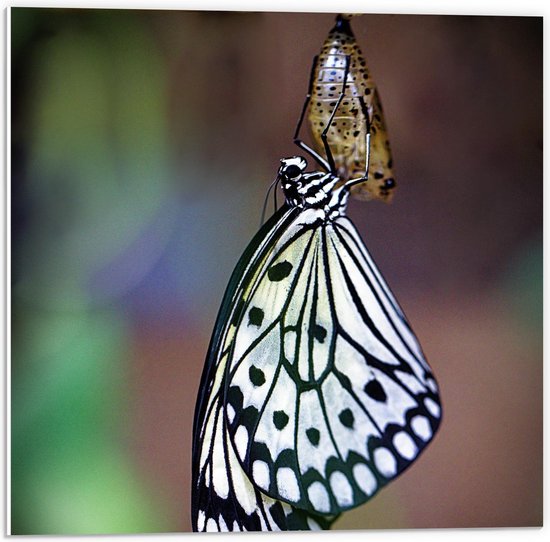 Forex - Hangende Vlinder - 50x50cm Foto op Forex