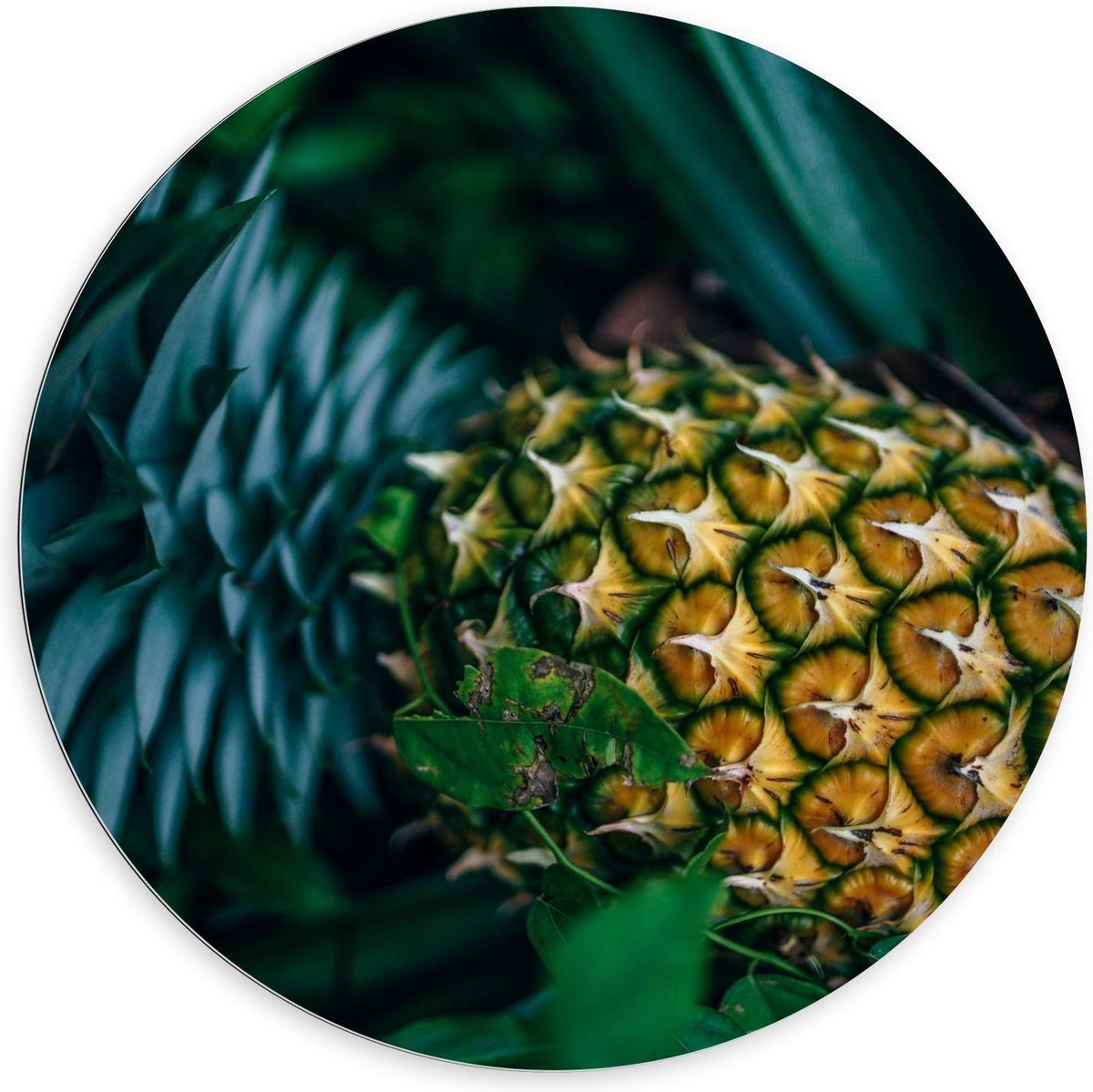 Dibond Wandcirkel - Ananas aan Plant - 100x100cm Foto op Aluminium Wandcirkel (met ophangsysteem)