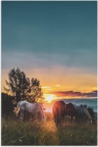 Poster – Grazende Paarden bij Zonsondergang - 40x60cm Foto op Posterpapier