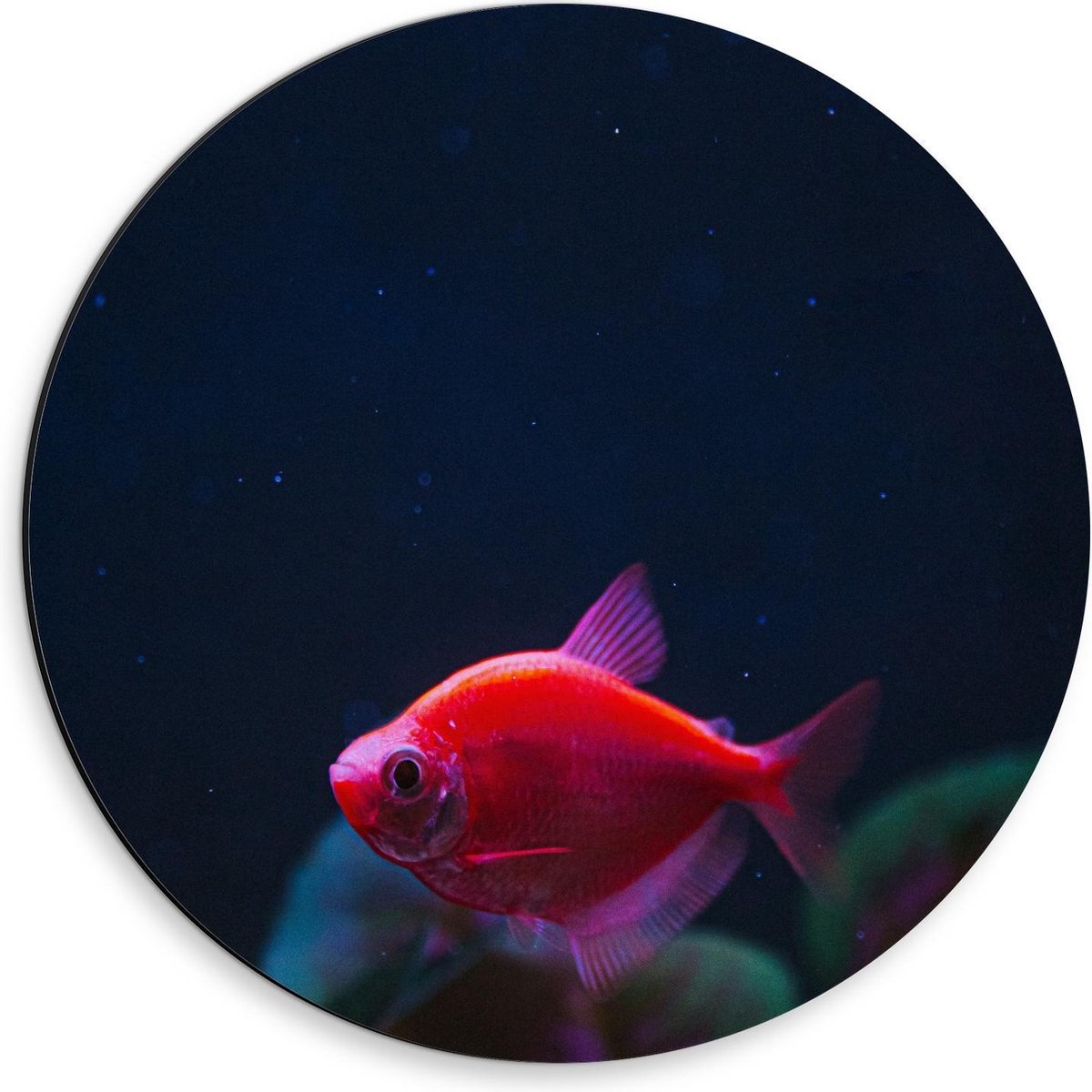 Dibond Wandcirkel - Rood Visje in Aquarium - 30x30cm Foto op Aluminium Wandcirkel (met ophangsysteem)