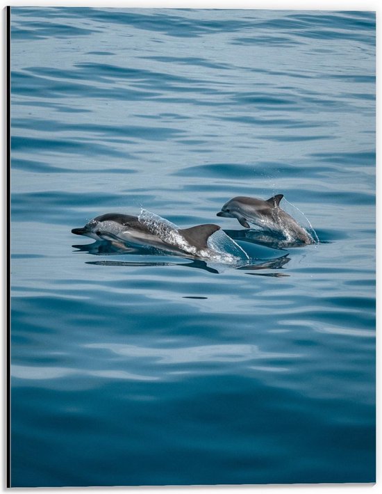 Dibond - Duo Dolfijnen in de Zee - 30x40cm Foto op Aluminium (Wanddecoratie van metaal)