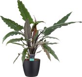 Kamerplant van Botanicly – Olifantsoor incl. sierpot zwart als set – Hoogte: 70 cm – Alocasia Lauterbachiana