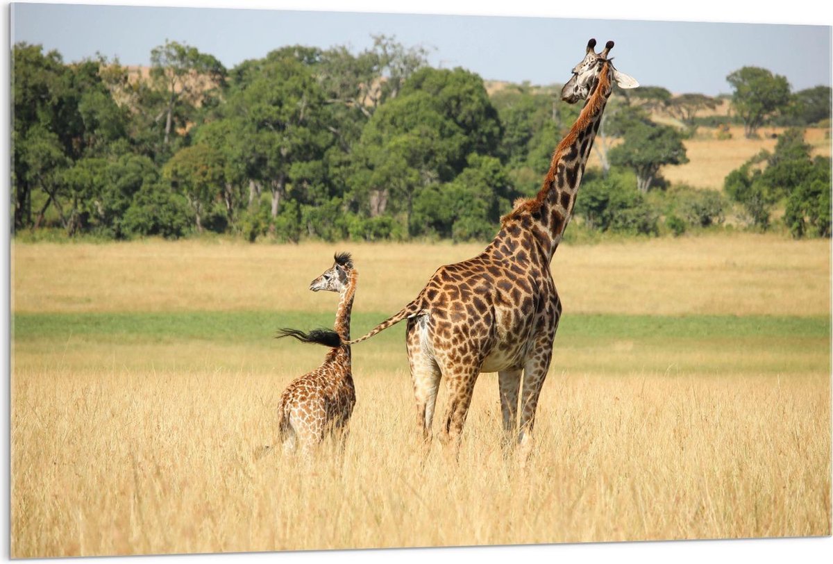 Acrylglas - Giraffe met Baby - 120x80cm Foto op Acrylglas (Wanddecoratie op Acrylglas)