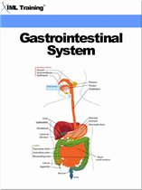 Human Body - Gastrointestinal System (Human Body)