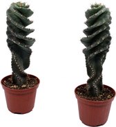 Hellogreen Kamerplanten - Set van 2 - Spiraal Cactus - 20 cm