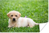 Poster Labrador Puppy in gras - 180x120 cm XXL