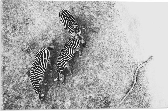Acrylglas - Groep Zebra's (zwart/wit) - 60x40cm Foto op Acrylglas (Met Ophangsysteem)