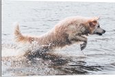 Dibond - Hond in het Water Spelend - 90x60cm Foto op Aluminium (Wanddecoratie van metaal)