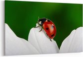 Schilderij - Lieveheersbeestje en bloem — 100x70 cm