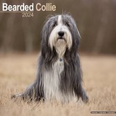 Bearded Collie Kalender 2024