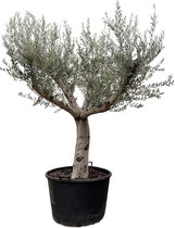 Fruitboom – Olijf boom (Olea Europaea) – Hoogte: 250 cm – van Botanicly