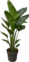 Trendyplants - Strelitzia Nicolai - Paradijsvogelbloem - Kamerplant - Hoogte 80-100 cm - Potmaat Ø19cm