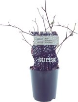 Plantenboetiek.nl | Rubus Black Satin (Doornloze braam) - Ø12cm - 30cm hoog - Tuinplant - Groente & Fruit