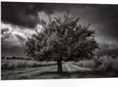 PVC Schuimplaat - Landschap - Boom - Gras - Wolken - Zwart - Wit - 105x70 cm Foto op PVC Schuimplaat (Met Ophangsysteem)