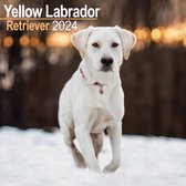 Labrador Retriever Blond Kalender 2024