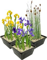 vdvelde.com - Vijverplanten Set - Moerasplanten - Combi set - 12 planten - Plaatsing: -1 tot -10 cm