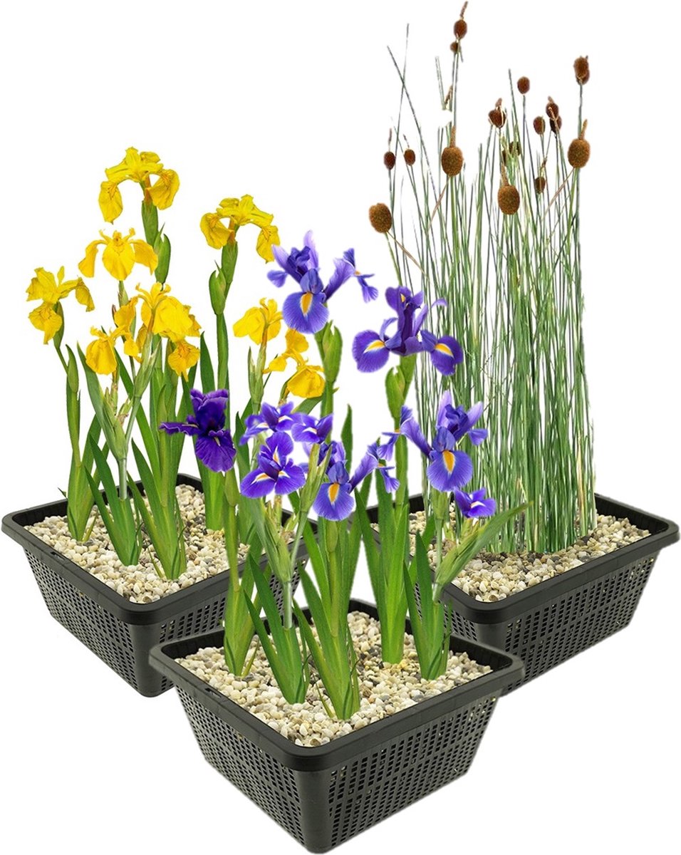 vdvelde.com - Vijverplanten set - 12 moerasplanten (3 soorten) met plantmand, klei, grind en meststof - Oeverplanten compleetset voor helder water - Winterhard & onderhoudsvriendelijk
