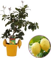 Citroenboom, Citrus Limon, hoogte 50 cm, fruitboom, heerlijk geurende bloesem