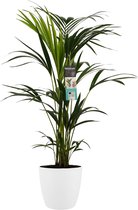 Goed & Groen - Decorum Kentia Palm - Elho brussels white - ↨ 100cm - Potmaat 21 - Exclusieve Kwaliteit Planten - Kamer Plant - Kamerplanten - Sfeer - Interieur