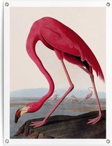 Tuinposter Audubon Flamingo 80x60 cm